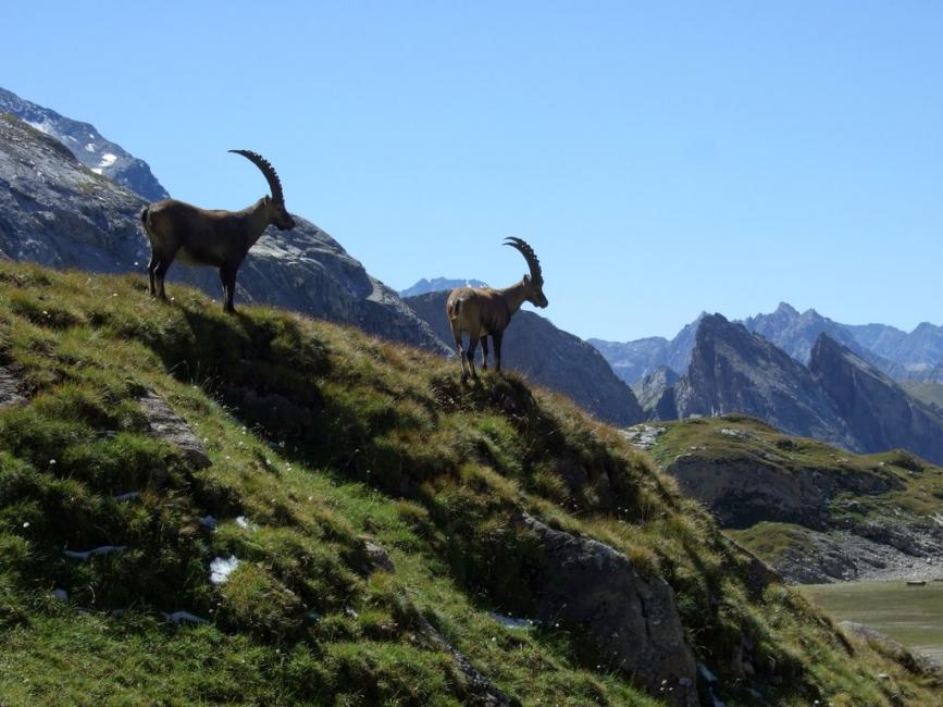 Nature Conservation in Ski Country? The Vanoise National Park