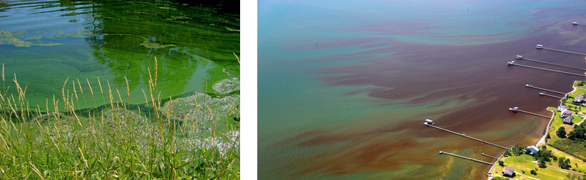 Miles of Algae Covering Lake Erie - The New York Times